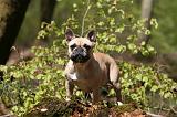 BOULEDOGUE FRANCAIS 1122